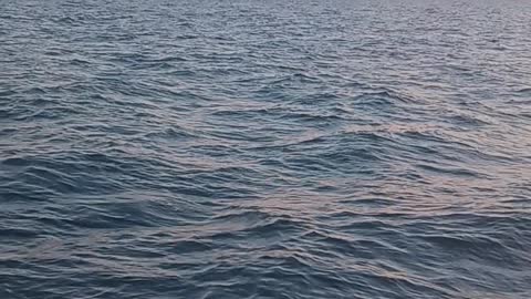 Humpback Whale