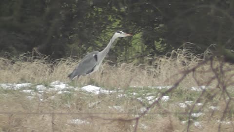 Heron eats a Rat