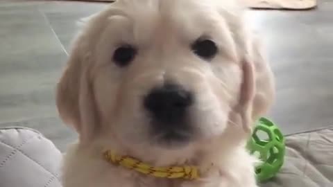 So Cute Puppy labrador