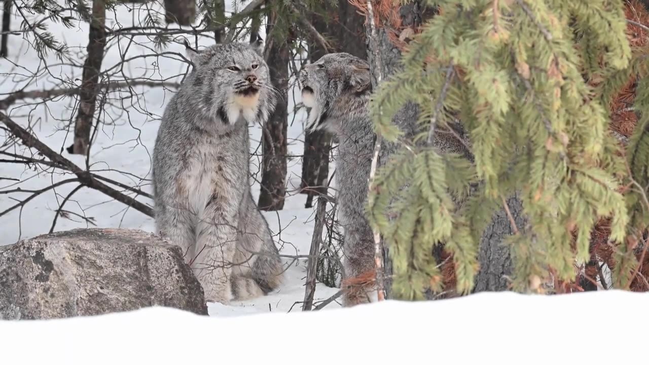 Eurasian Lynx | Wildcat | Animals | The Hunter classic |