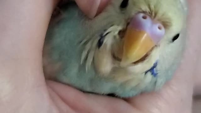 Baby budgie/ parakeet