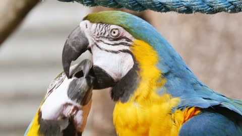 Strange way to eat between parrots