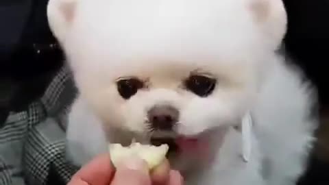 kp07-Super Cute Pomeranian Pup