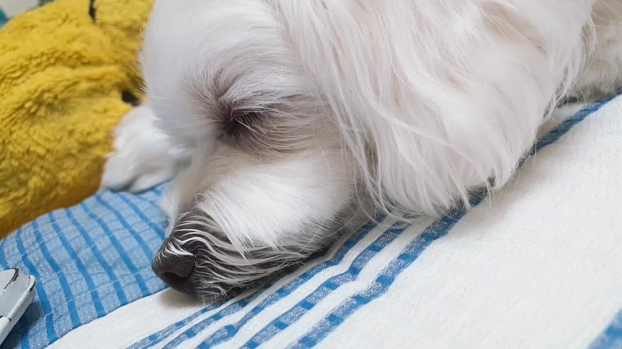 sleeping puppy