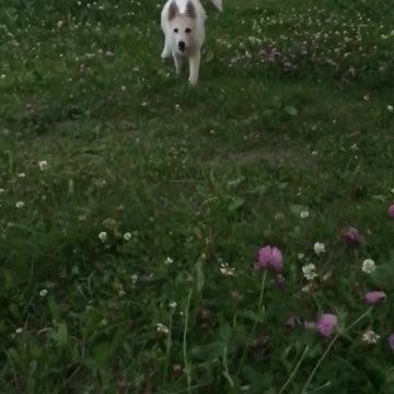 Posh doggie runs to hands in slow motion