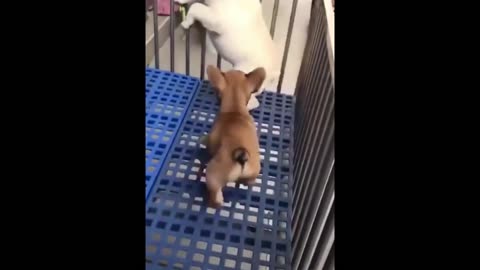 cute little dogs fight