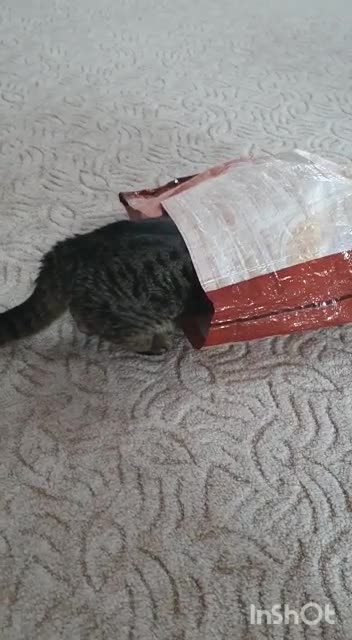 Kiti love to climb bags