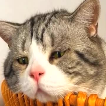 Why are you so sad 🥺