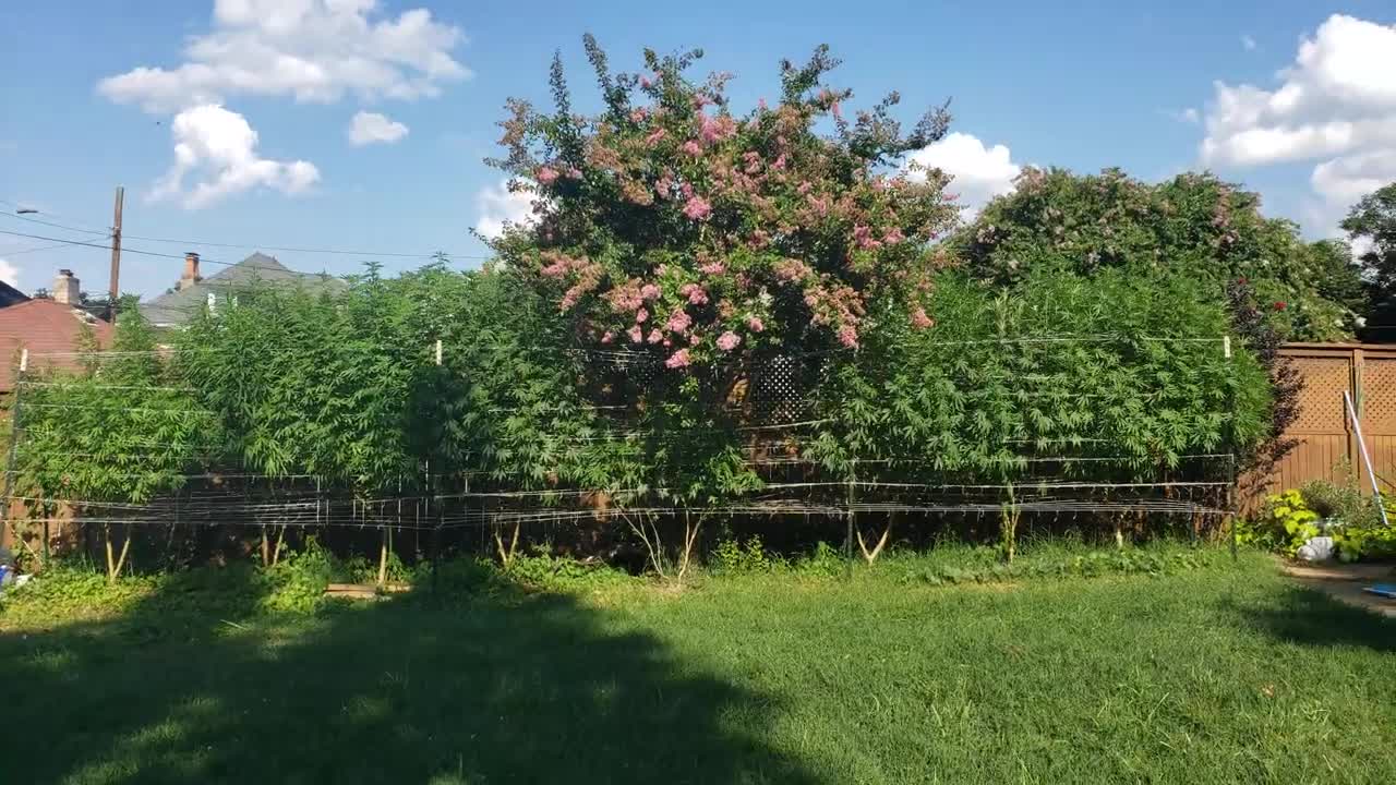 2022 Outdoor Cannabis Garden Tour | Garden Update [#10]