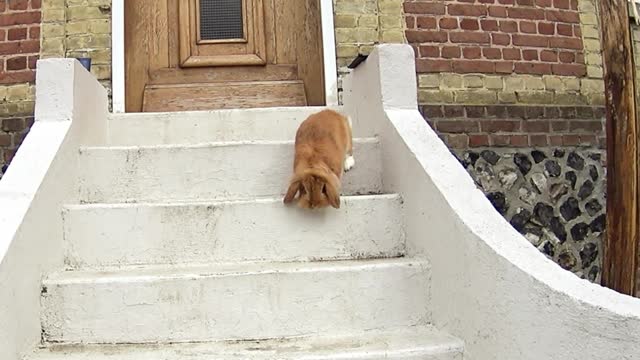 Pimousse walks down Cannes stairs like a movie star