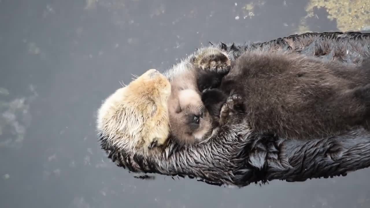 Otter mum snuggling with her pup