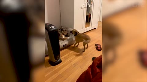 Best Funny Animal Videos 2022 😂 - Funniest Cats And Dogs Videos 😇🐹