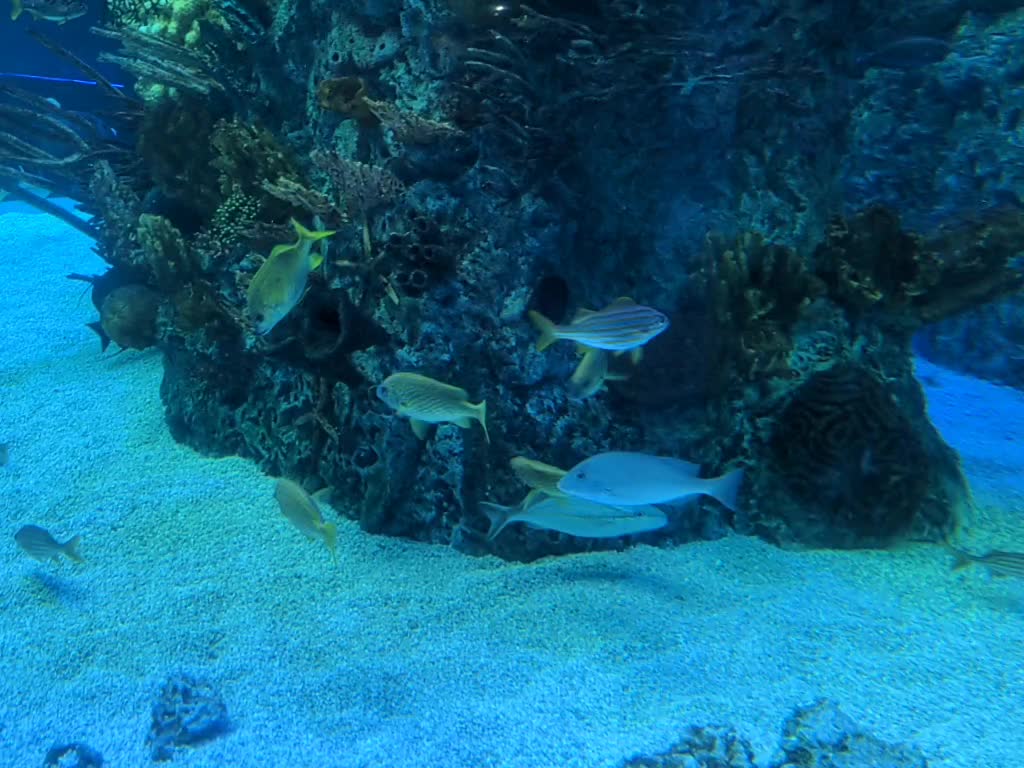 Aquarium at Corpus Christi