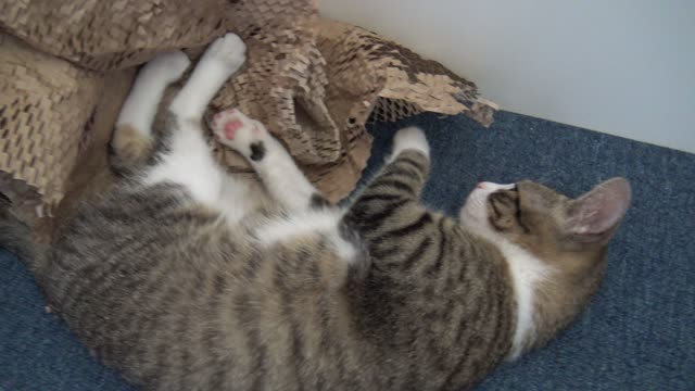 Rudolph the Kitten Attacks the Camera