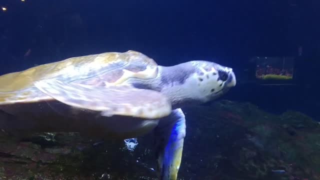 See? Sea Turtle