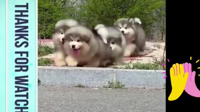 cute dog with dancing