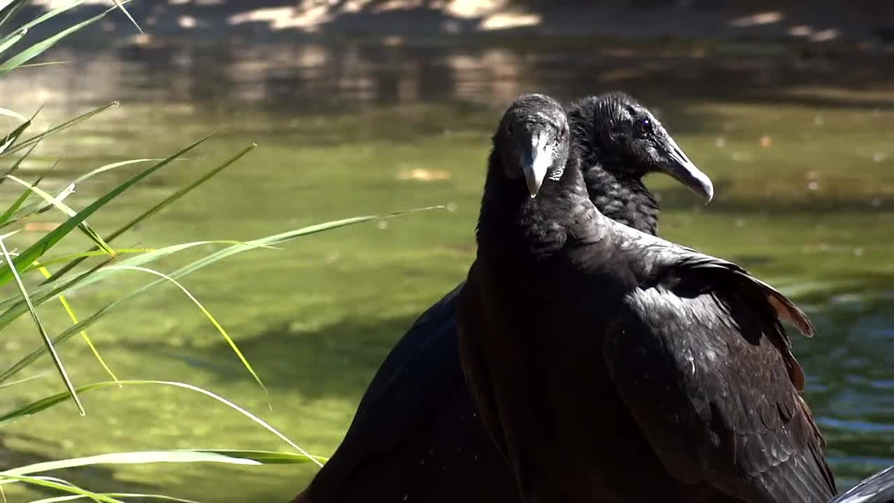 Black Vultures Buzzard