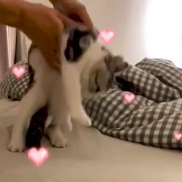 Cat without bones ☺️