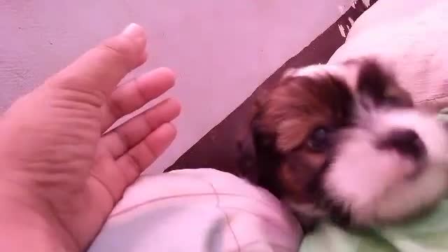 My puppy is so cute 🥰🥰