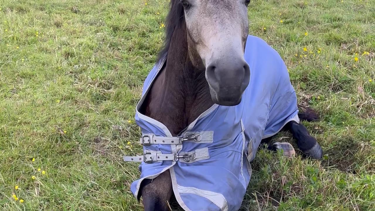 Tired Horse Makes a Funny Noise Getting Up