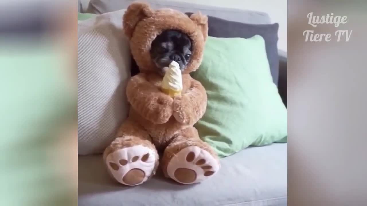 dog bear