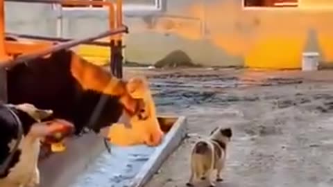 Funny animals