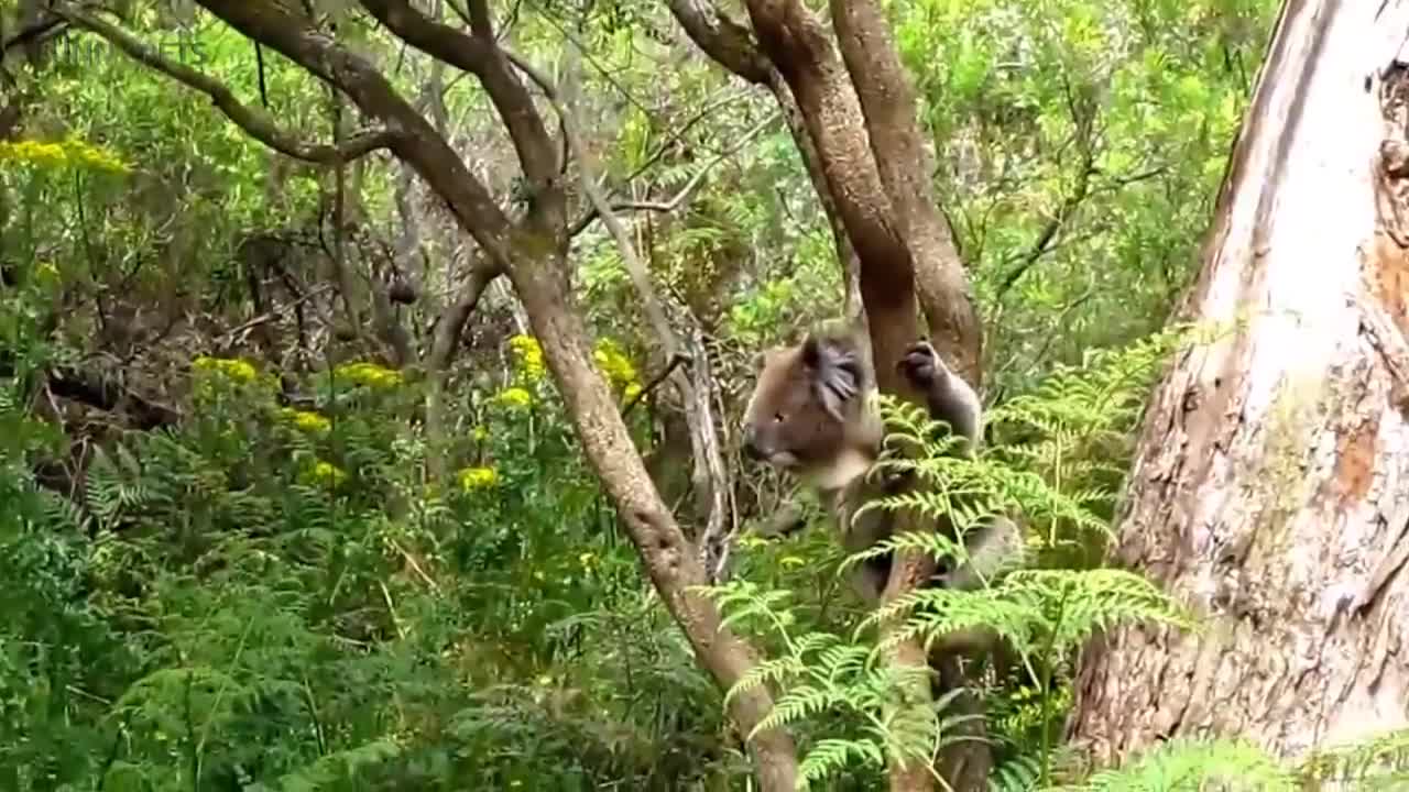 Cute Koalas Playing 🐨 Funny Koala Bears [Funny Pets]