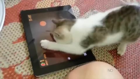 Funny Cats Compilation (Most Popular) Part 1 #cat #cute #kitten #pets #dog