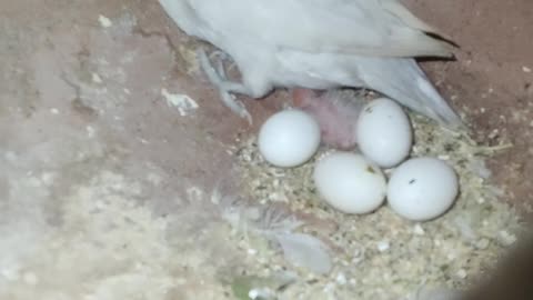 Budgies#lovebirds#cockatiel#birds