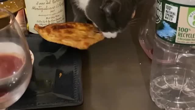 Hangry Kitten Steals Pizza