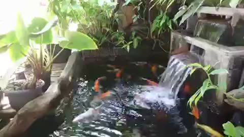 Koi fish pond