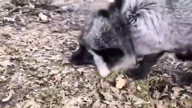 Cute and funny wild animals
