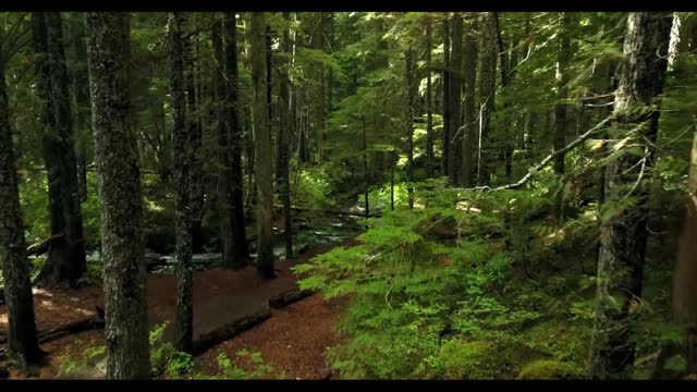 Relaxing Music with Nature Sounds - Relaxation videos