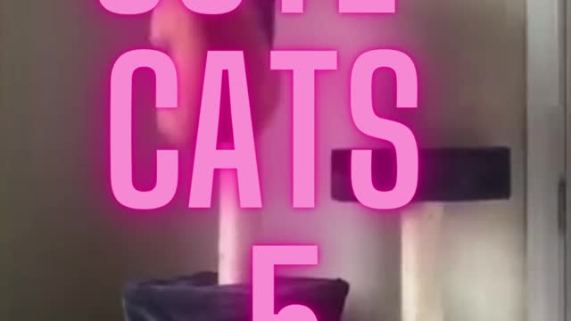 cute cats