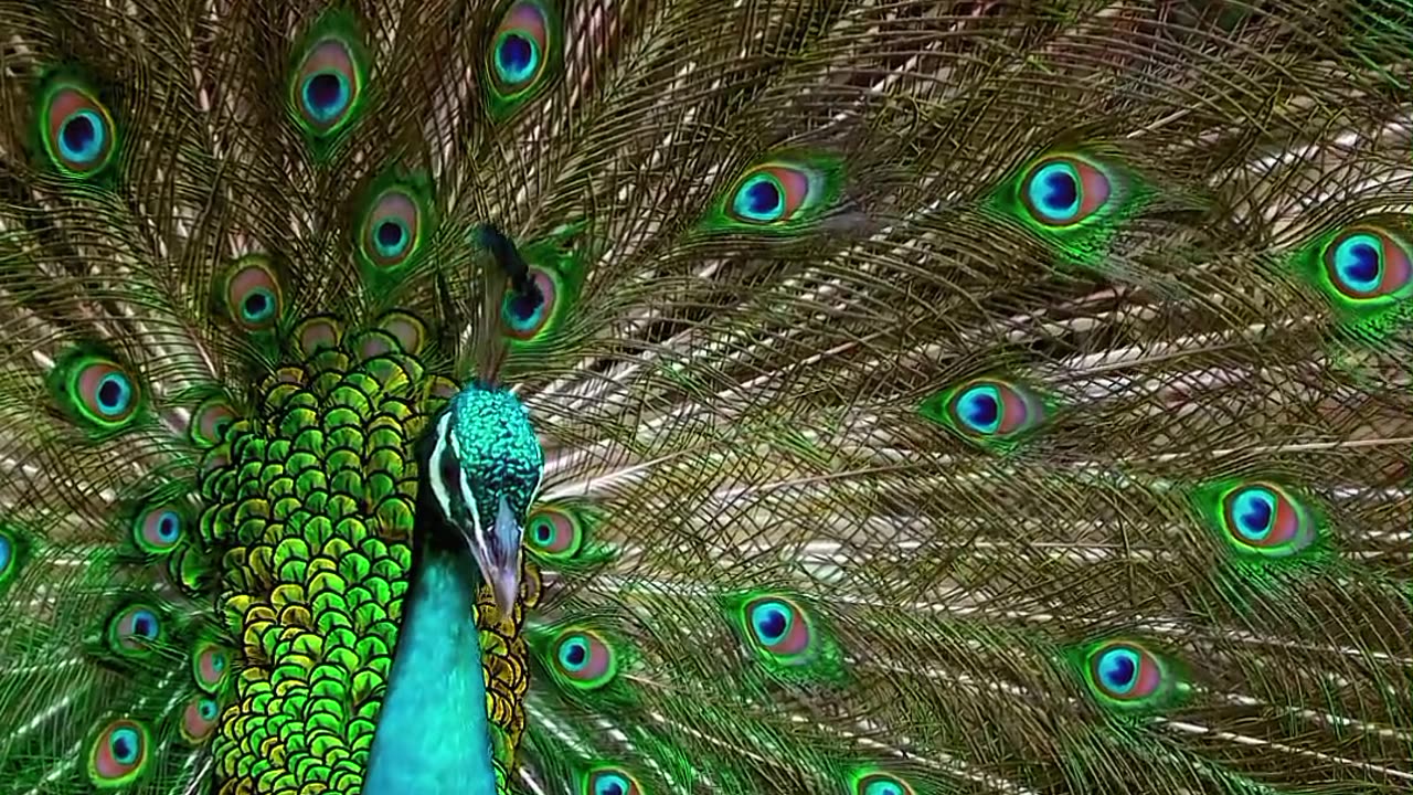 Beautiful birds sound