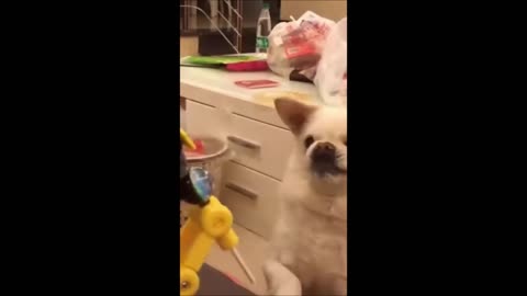 Funny Dogs Try Not to Laugh if you can