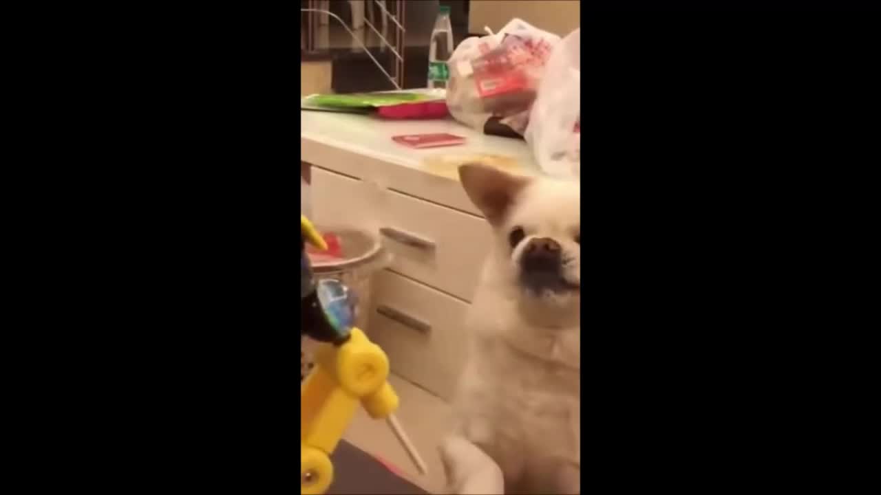 Funny Dogs Try Not to Laugh if you can