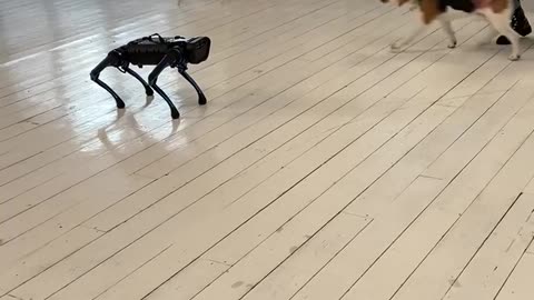 Real Dog Doesn't Like Robot Dog