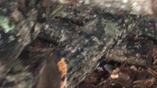 Shitake Mushroom setup on the Homestead