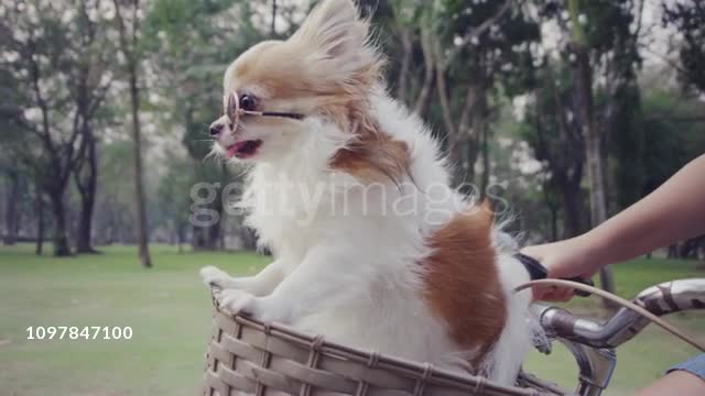 Dog With Sunglasses On Bicycle