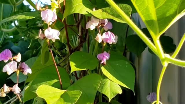 Quick Garden Harvest | Eggplants & Gourd