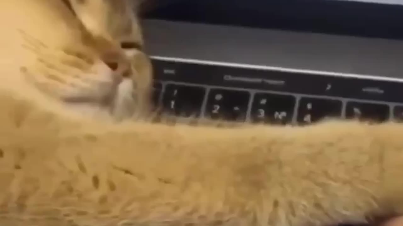 TRY NOT TO LAUGH 😆 Best Funny Videos Compilation 😂😁😆