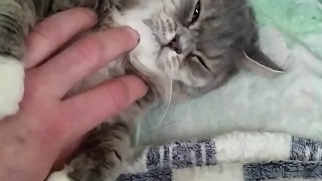 Homemade tenderness with a cat