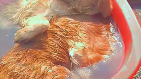 Dog funny videos 😂