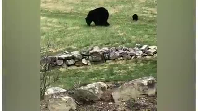 Animals awe-inspiring reaction and behavior ViralHog