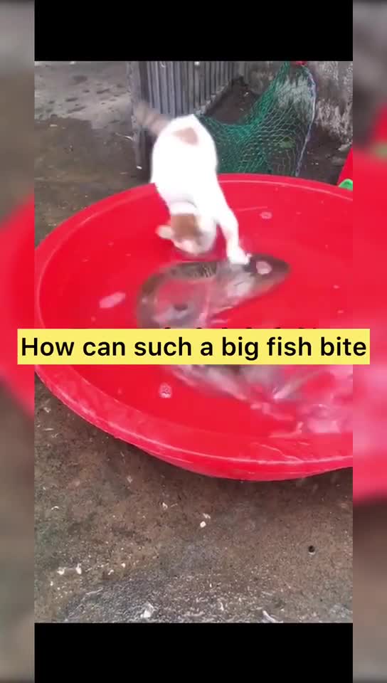 Cats Funny Videos 💚💙💜