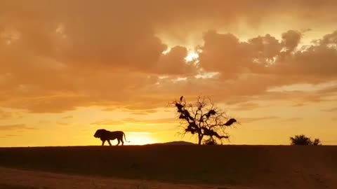 Wildlife in closer view with a natural perspective.