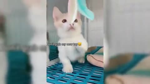 Cute Cat and Kitten Video