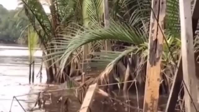 Buayanya besar sekali