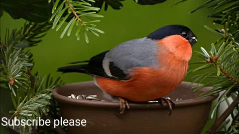 Beautiful bullfinch